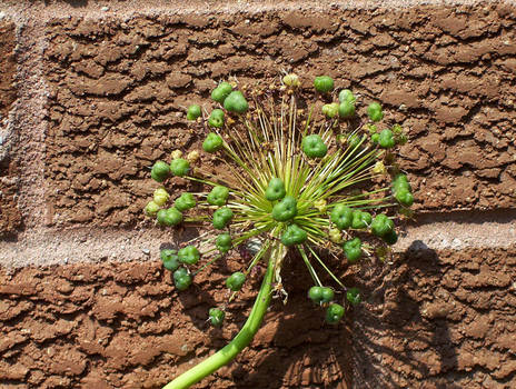 Wall Flower