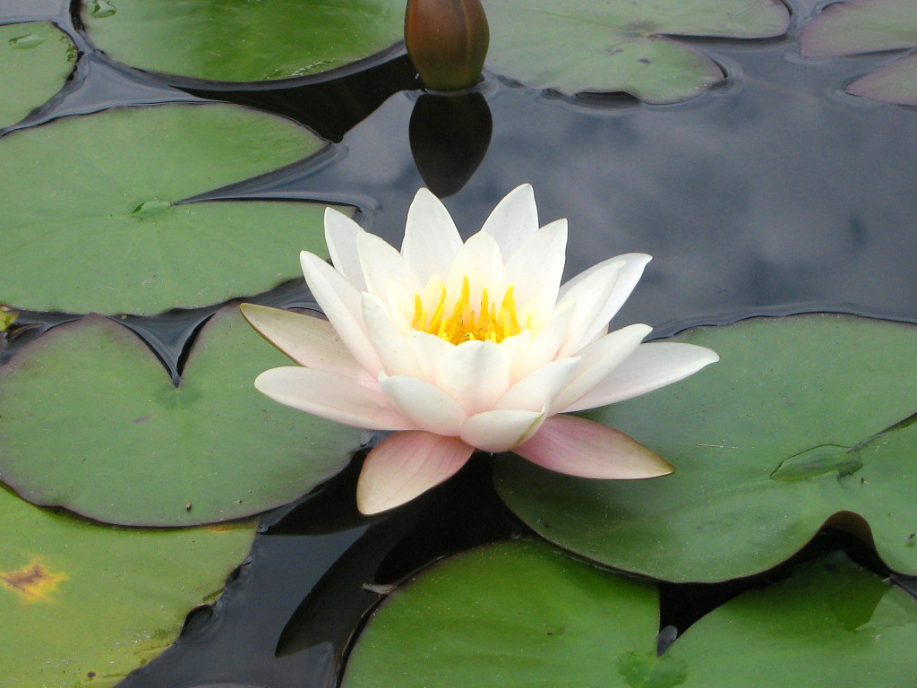 Water Lily