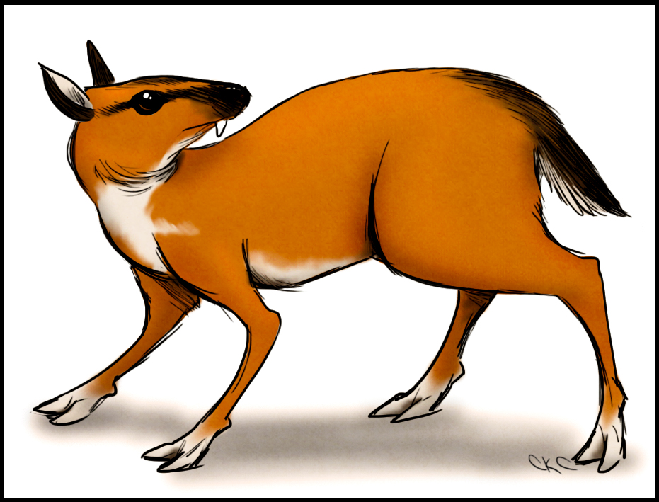 Chevrotain by Inonibird on DeviantArt
