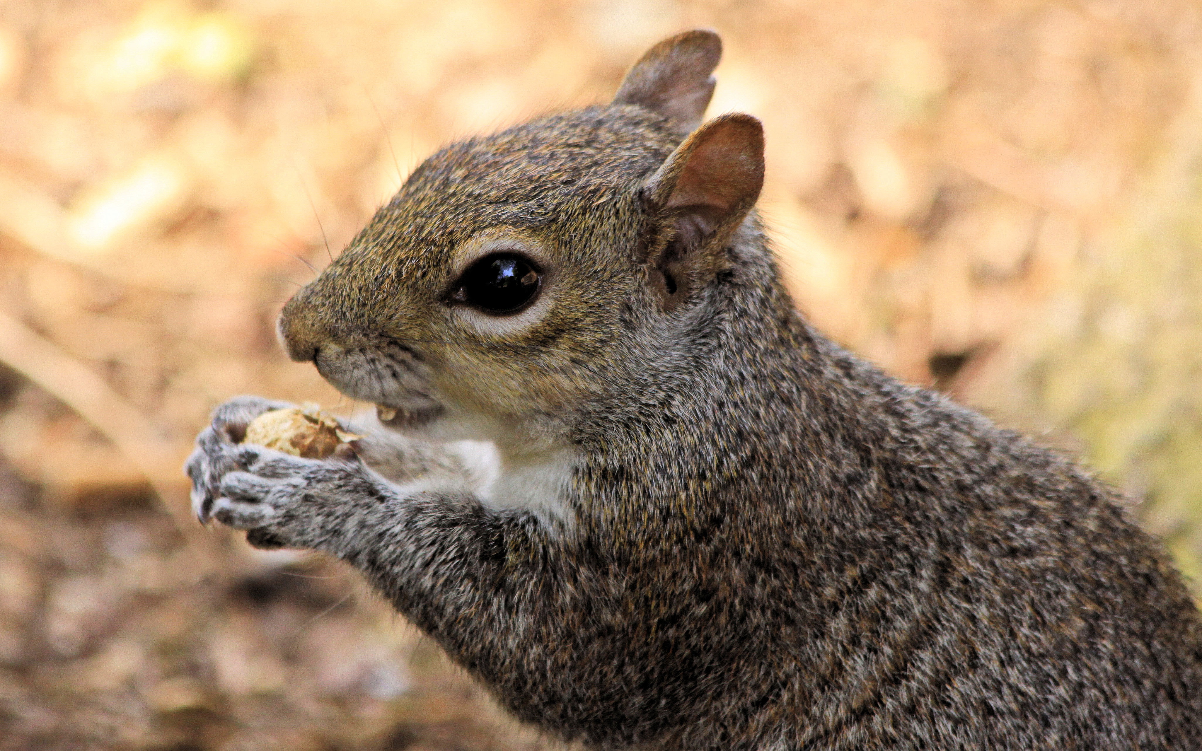 Squirrel Portrait ( new edit )