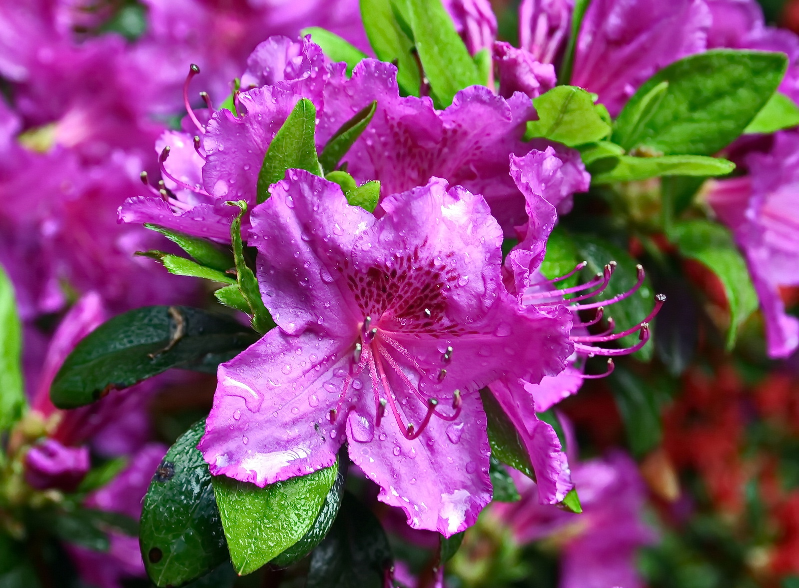 Blossom after the rain