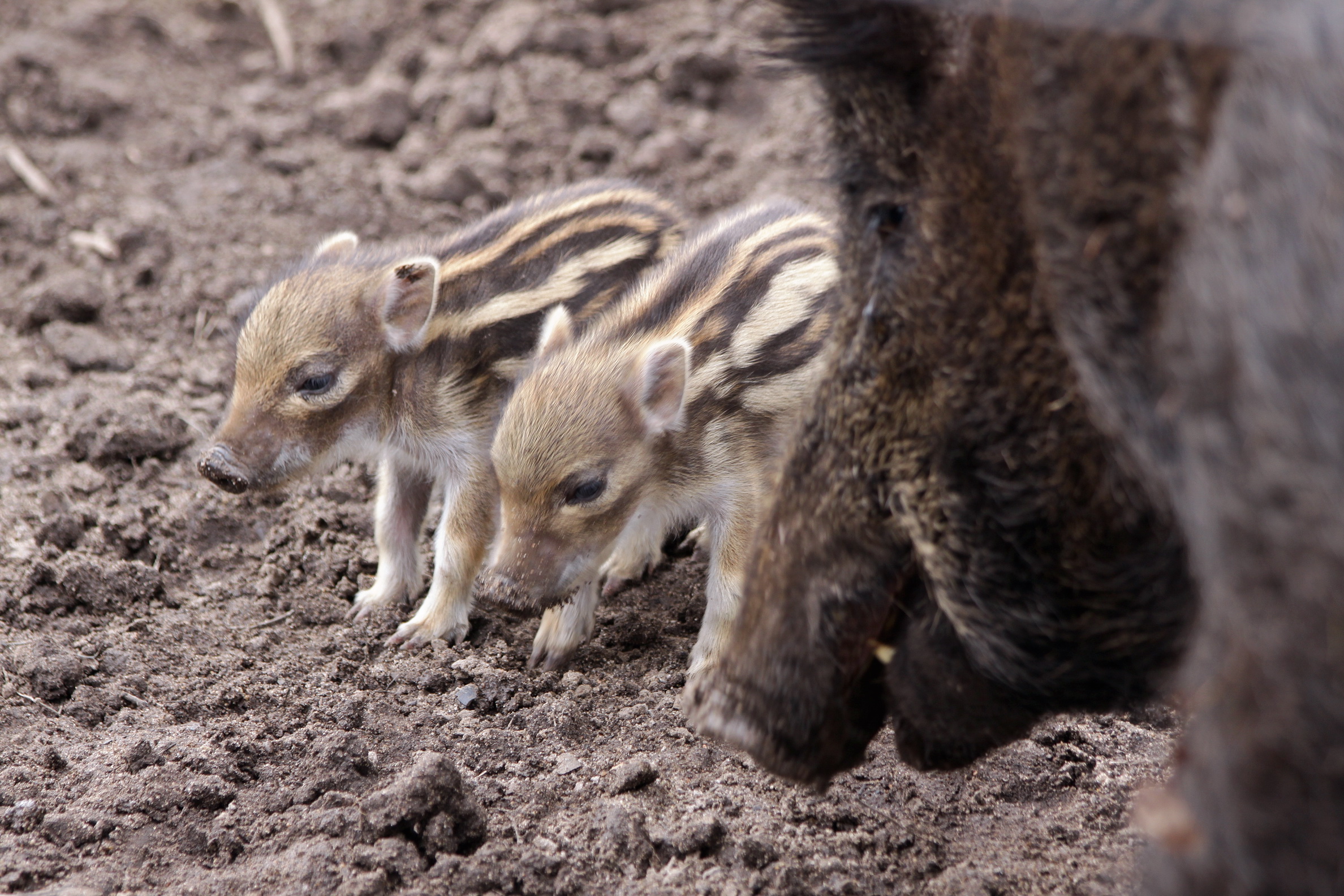 Boar babies