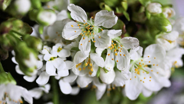 Cherry blossoms ( new edit )