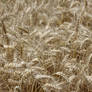 Wheatfield