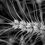 Wheat monochrome
