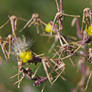 Small flowers