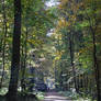 Autumn forest (2)