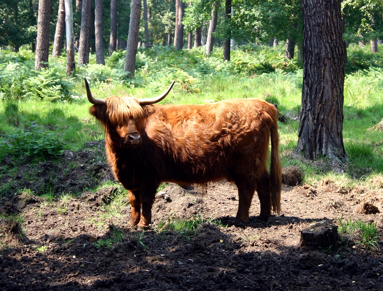 Highlander in a deer park