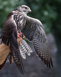 Falcon on the hand