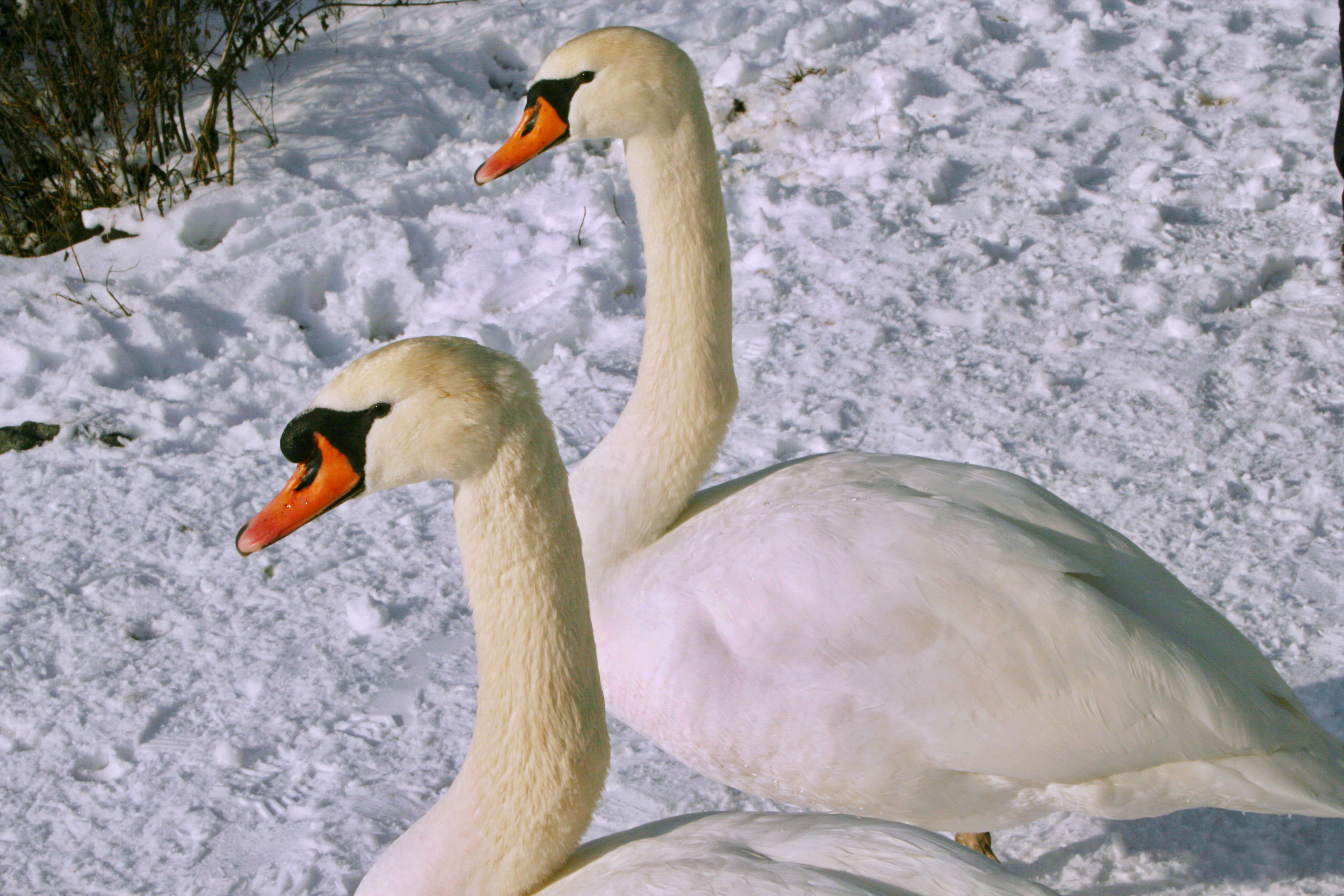 Swans