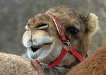 Smiling dromedary by UdoChristmann