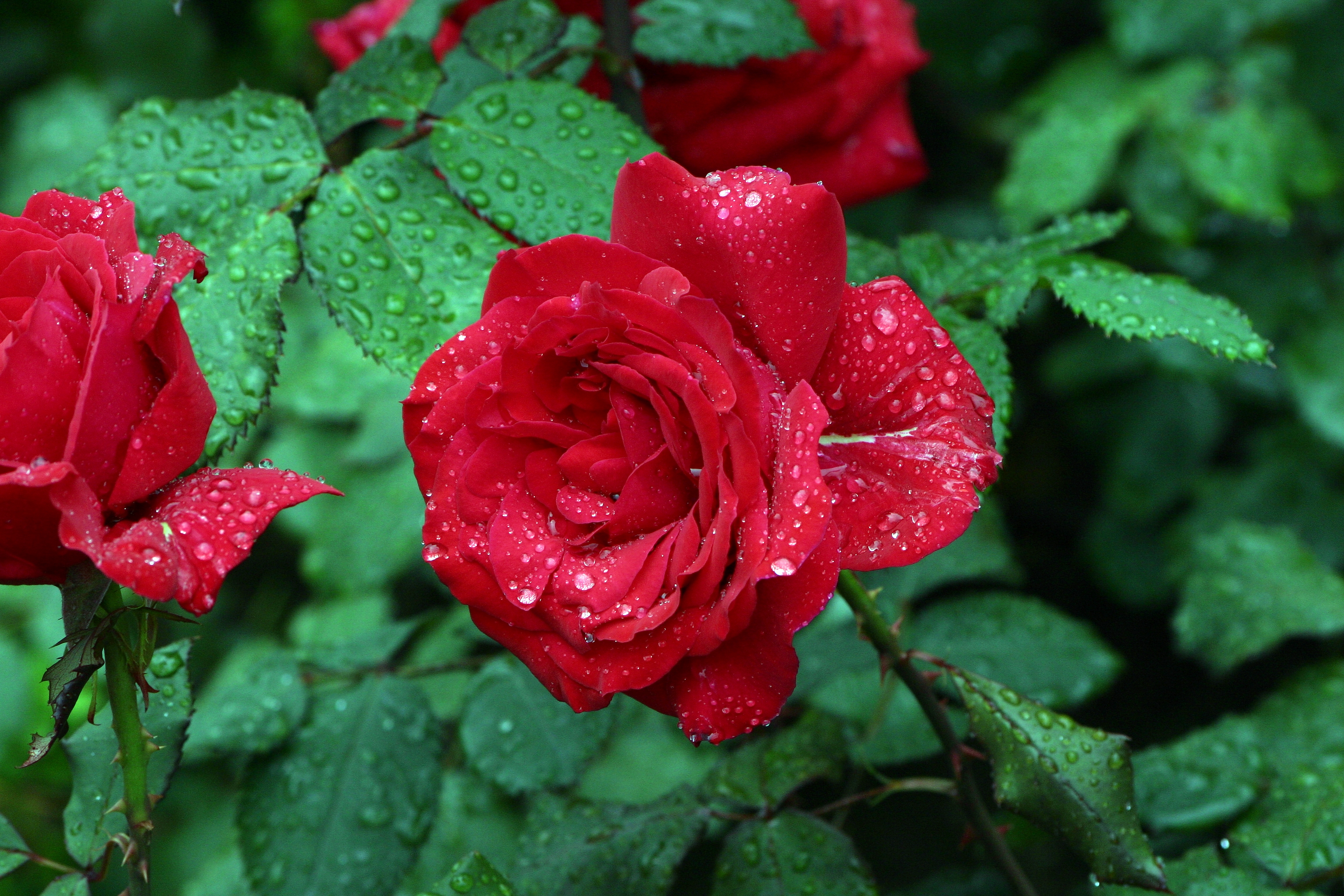 Rose with waterdrops