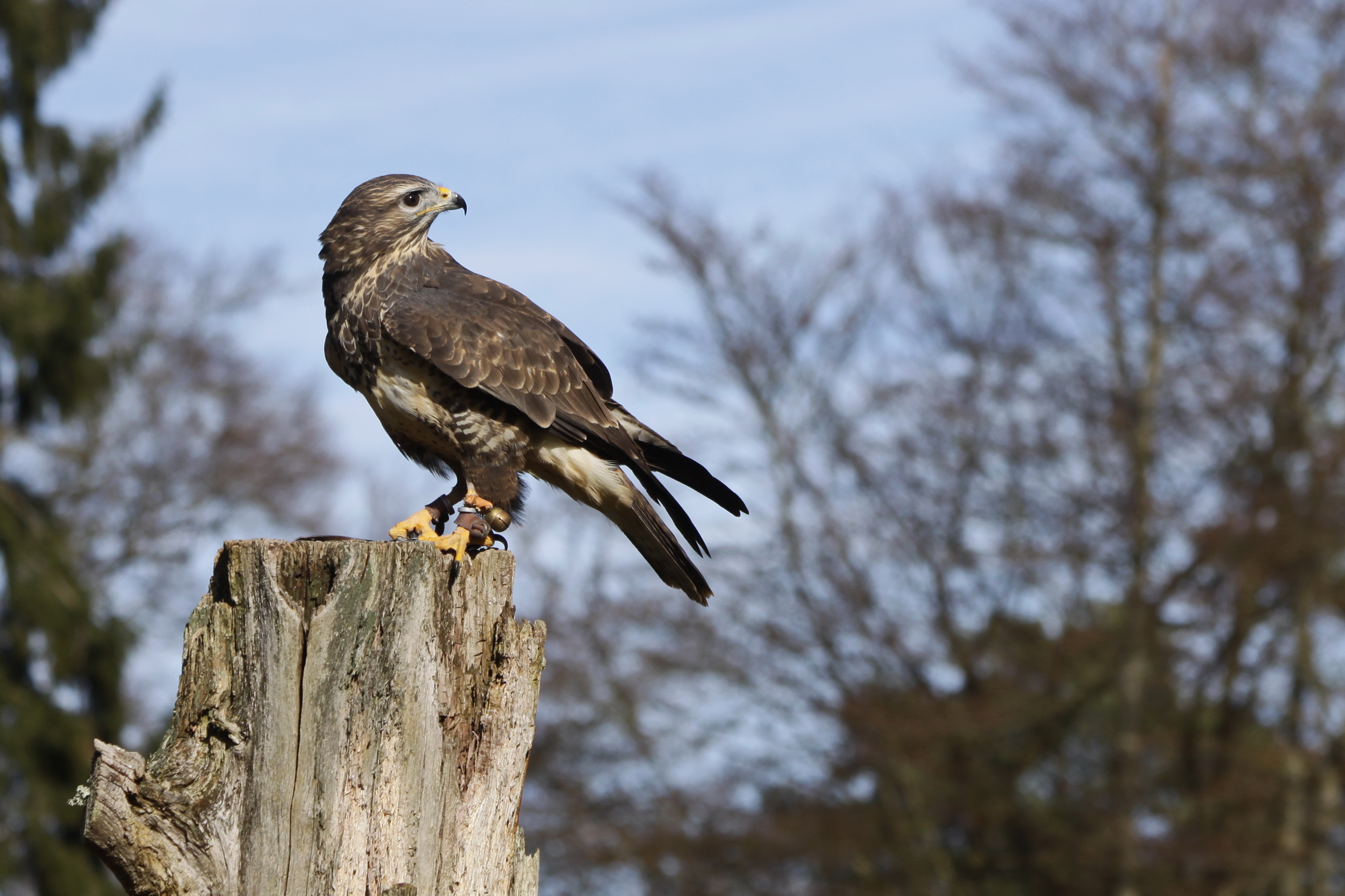 Hawk - Buzzard ( 2 )