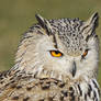 Eagle Owl