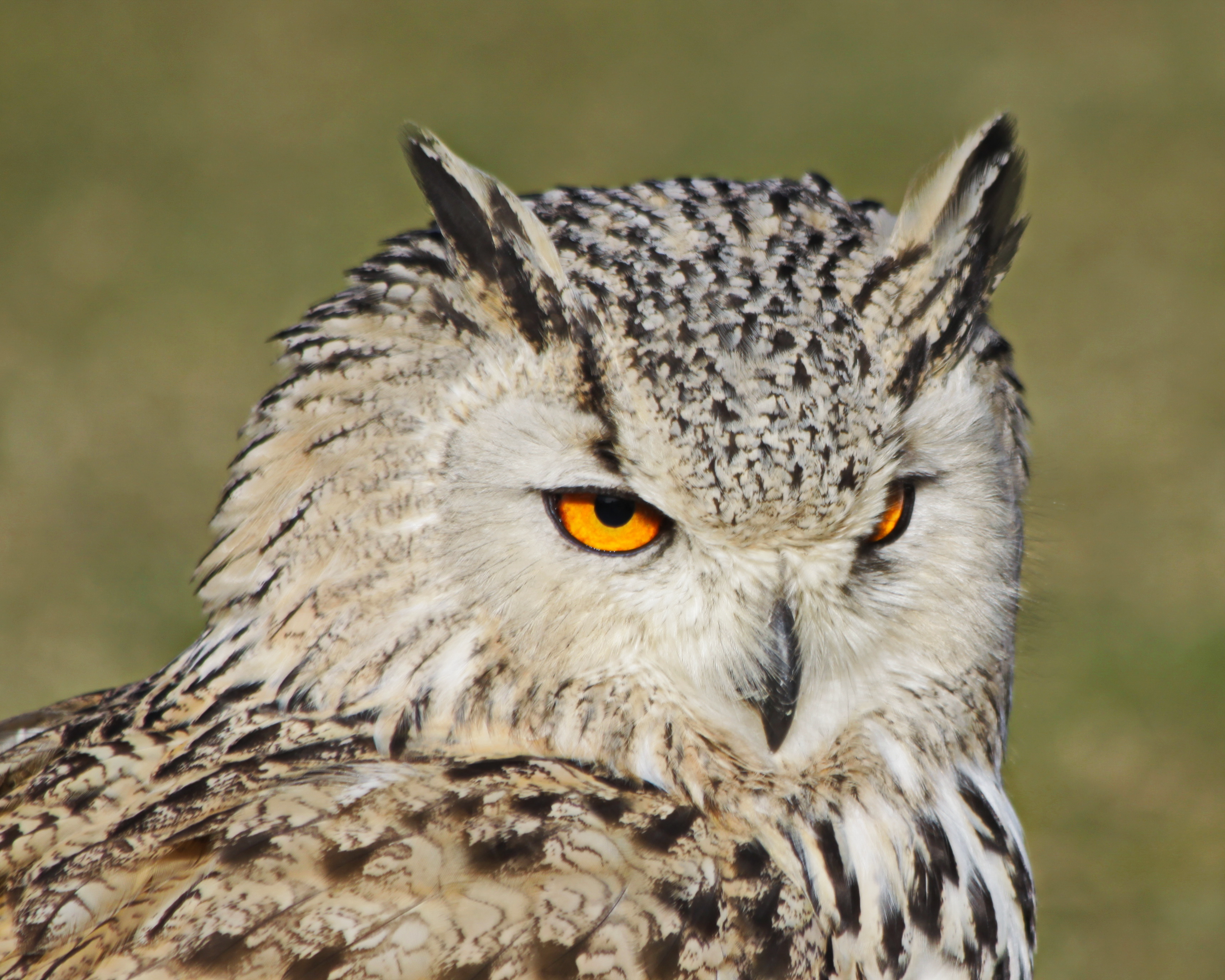 Eagle Owl