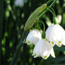 Snowdrops