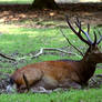 Resting Stag