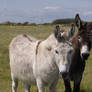 Donkey pair