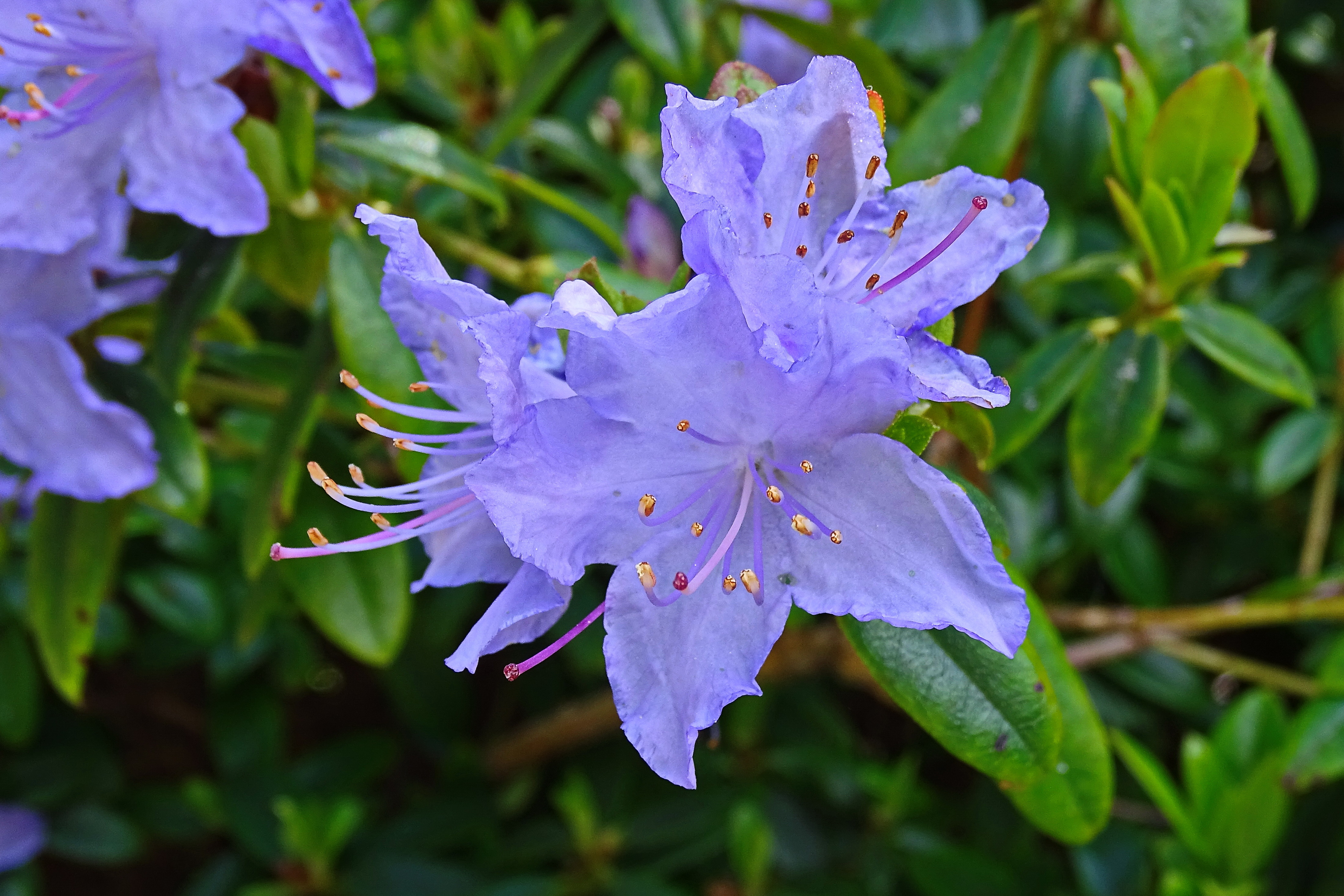 Flower closeup