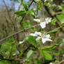 more cherry blossoms