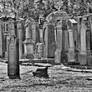 Old jewish cemetery