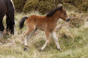 Pony foal