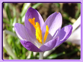 Crocus closeup