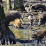 Boar herd at a pool