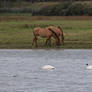 Wildhorses