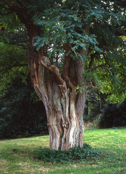 Old tree