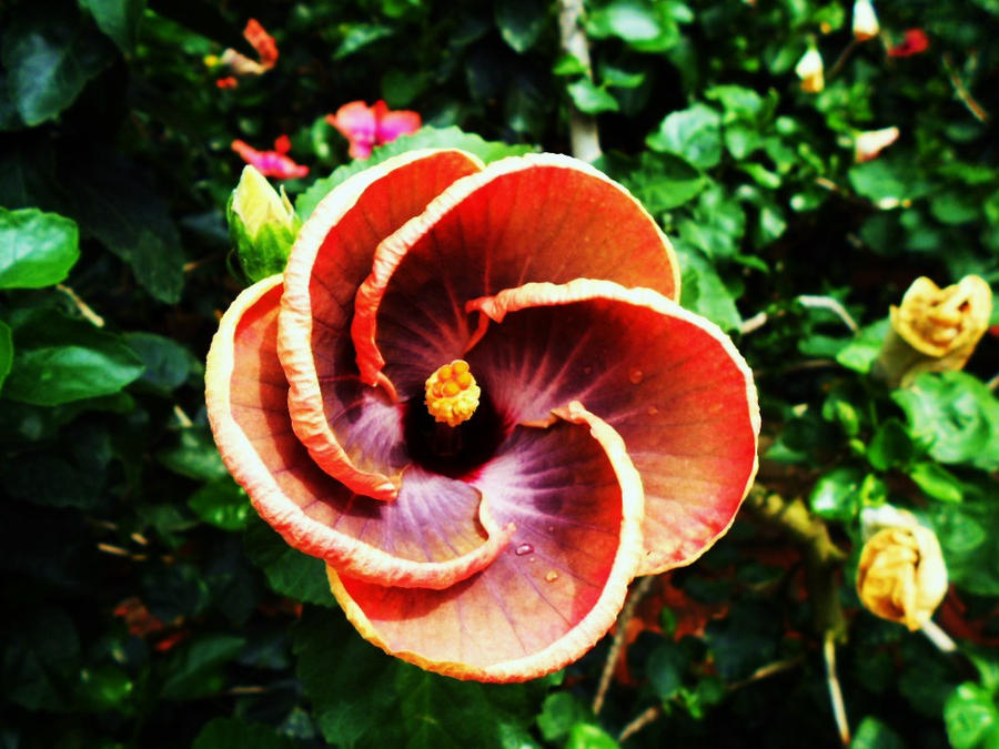 Pinwheel by SunEyedSam on DeviantArt