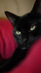 Samson by childwoman