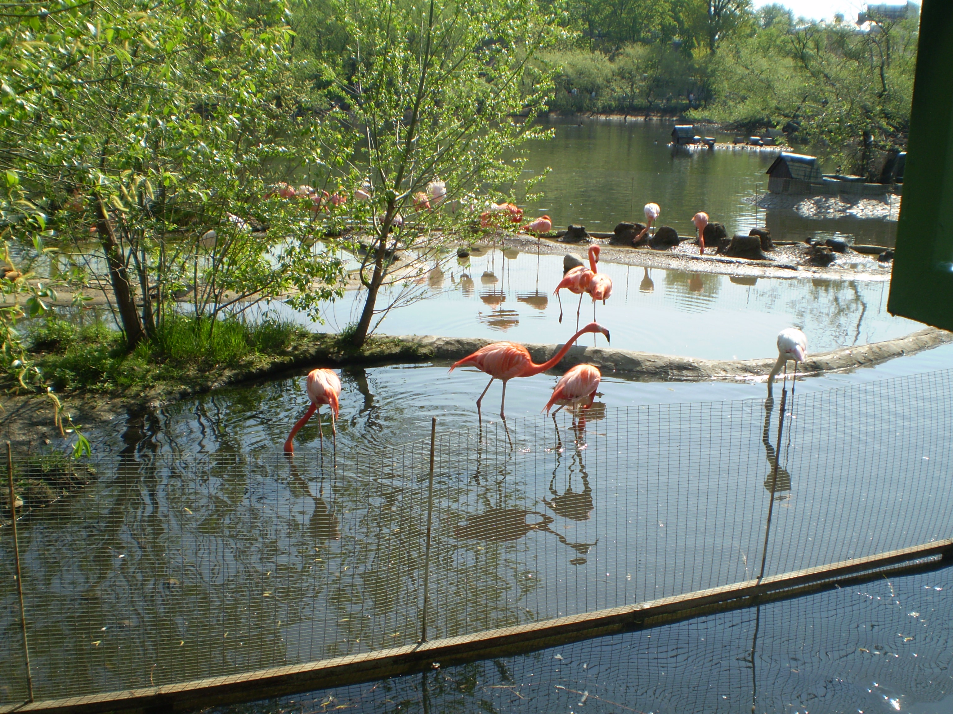 Pink flamingos