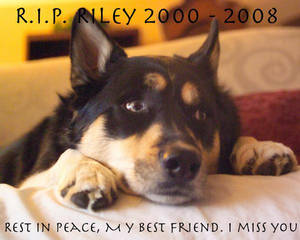 Riley... a memorial of sorts