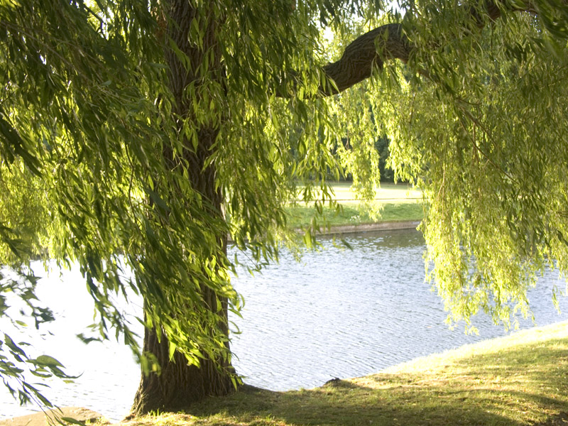 Willow Tree