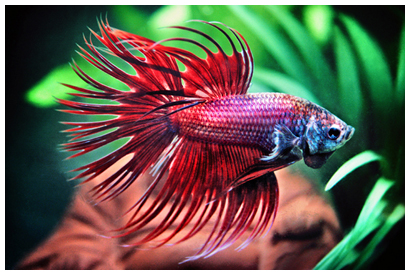 Tong Po, my crowntail betta