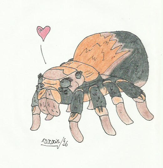 DistractedElf's pet Tarantula by Axxis2020 on DeviantArt