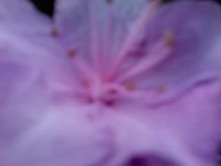 Close Up Pink Flower