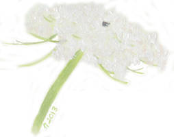 Wild Carrot/Queen Anne's Lace
