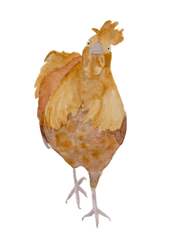 Gullinkambi