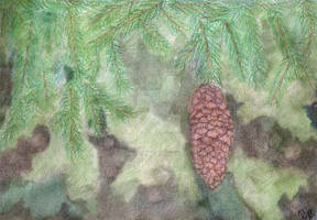 Spruce