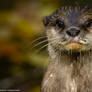 Otter 2