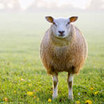 Two legged sheep by Indots