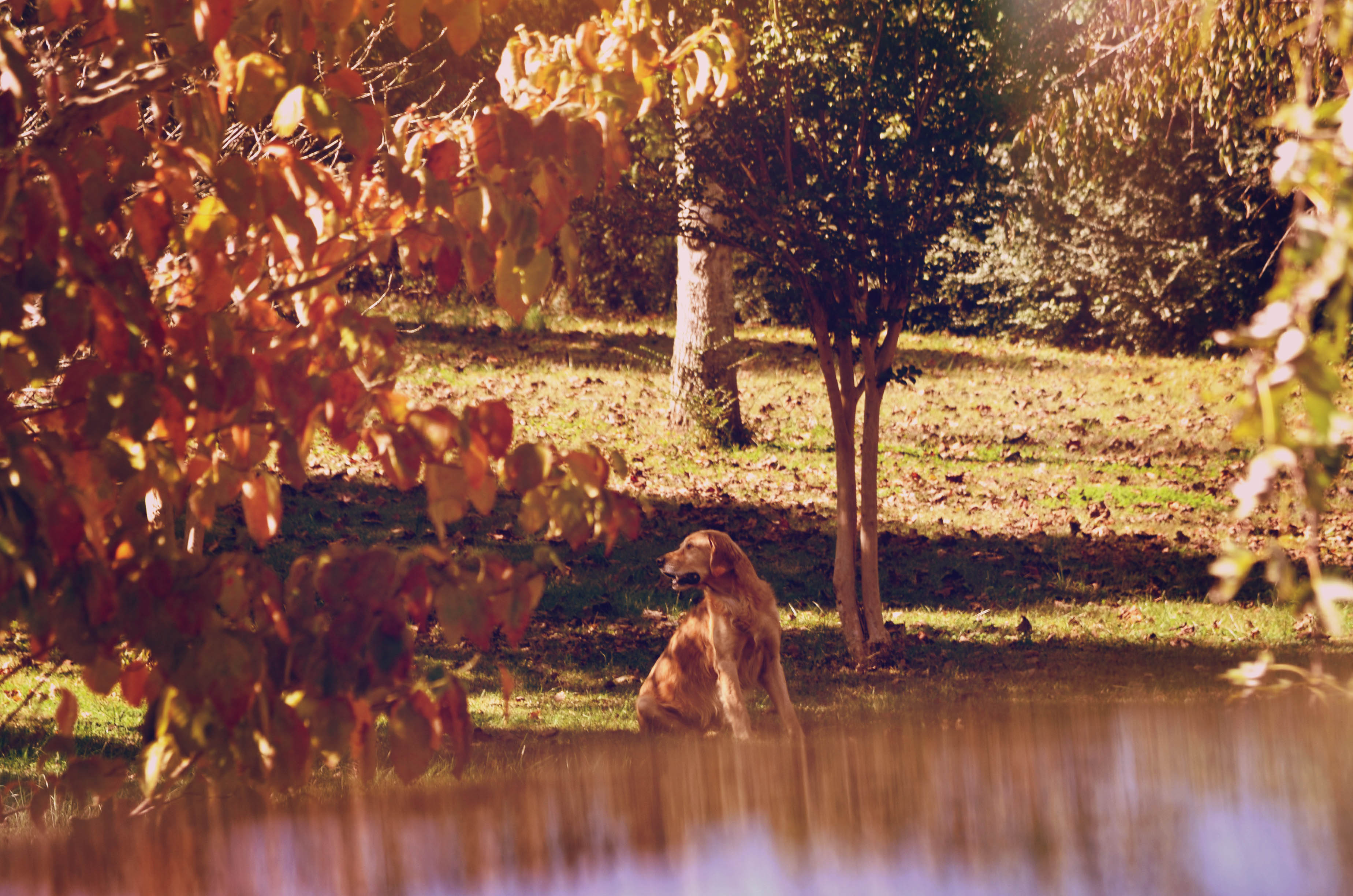 Puppy By The Water