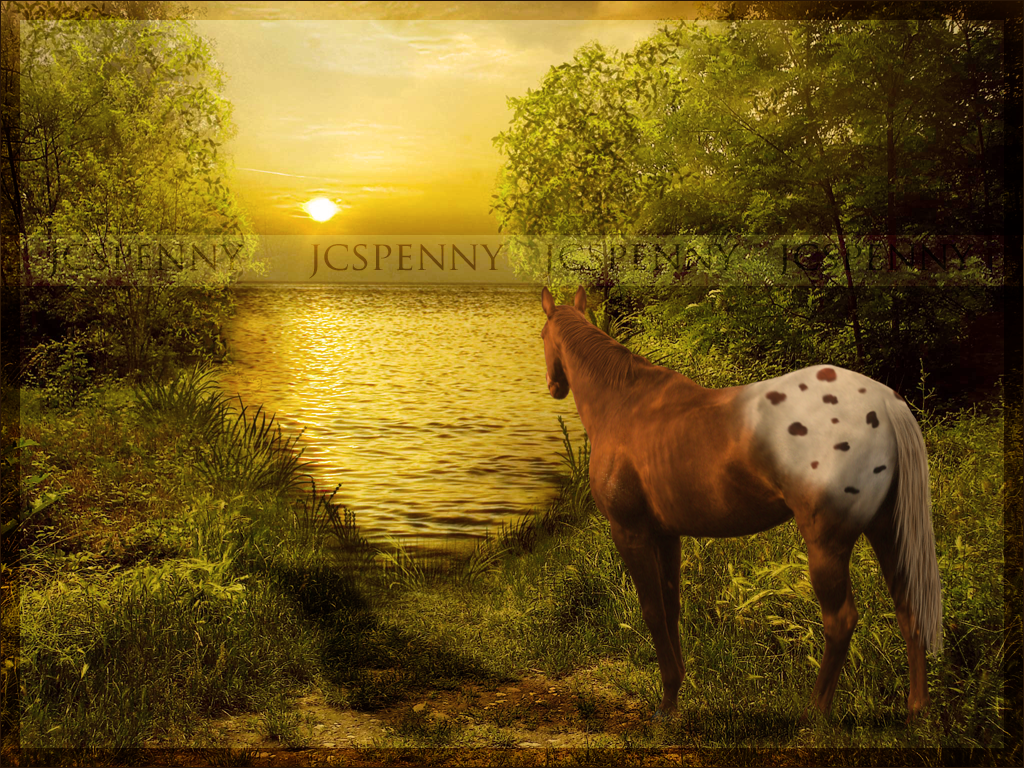 Sunset Appaloosa