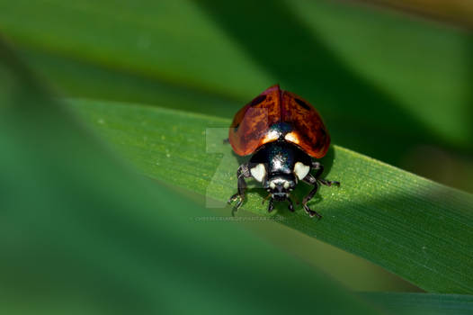 Lady bug