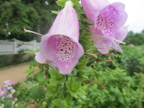 Purple Foxgloves