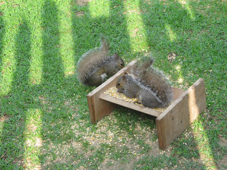 SQUIRRELS!