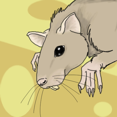 A Rat