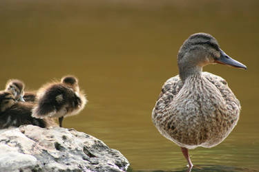 Ducklings